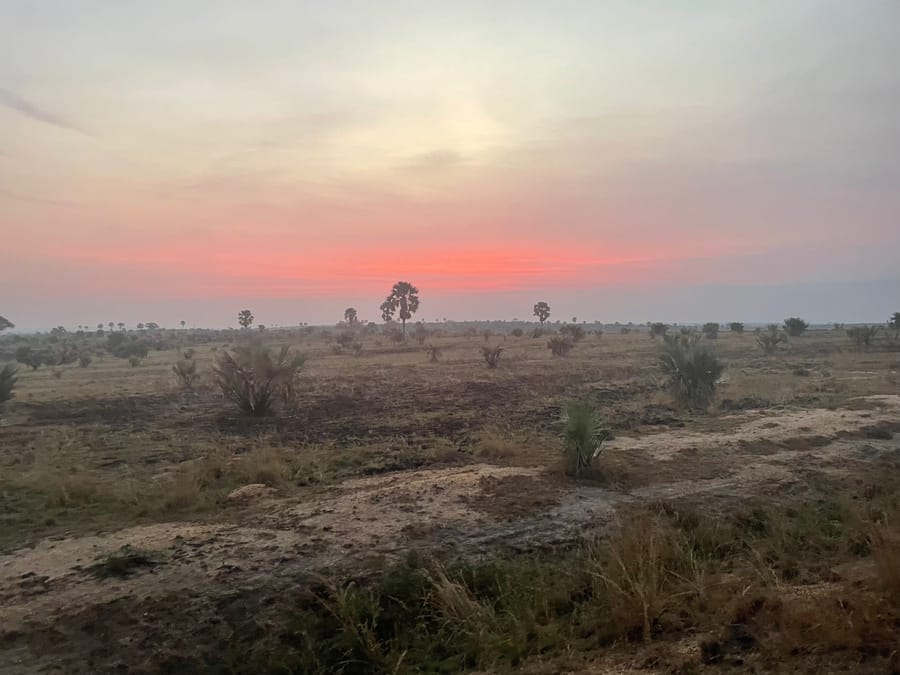 Borassus palms scattered to a coral horizon