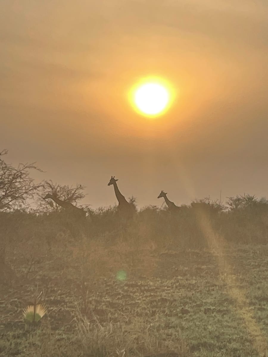 Three giraffes along the bushline under a blazing hazy sun