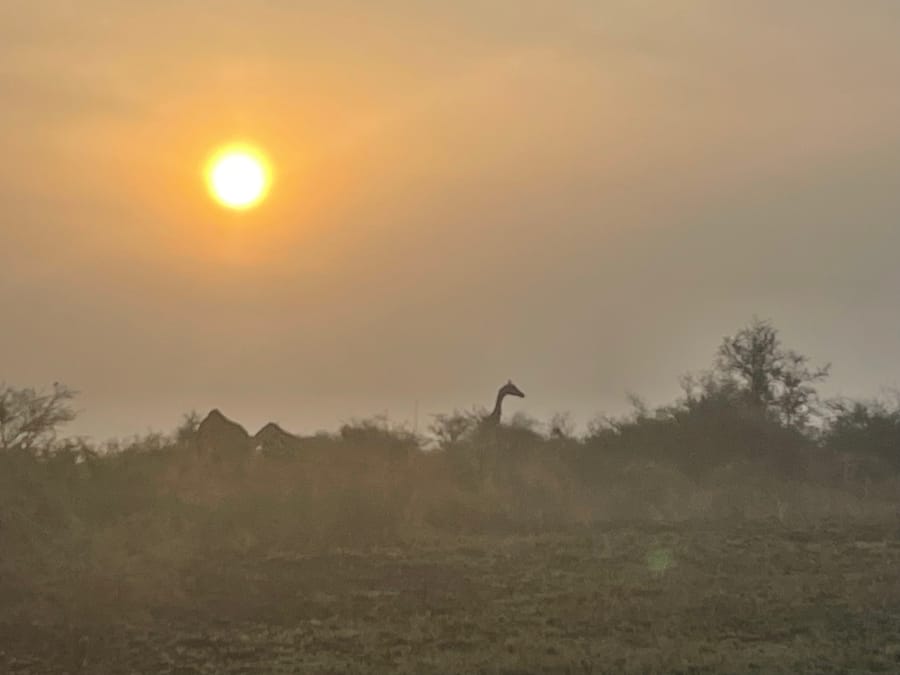 A giraffe silhouetted above the scrub, sun high and hazy