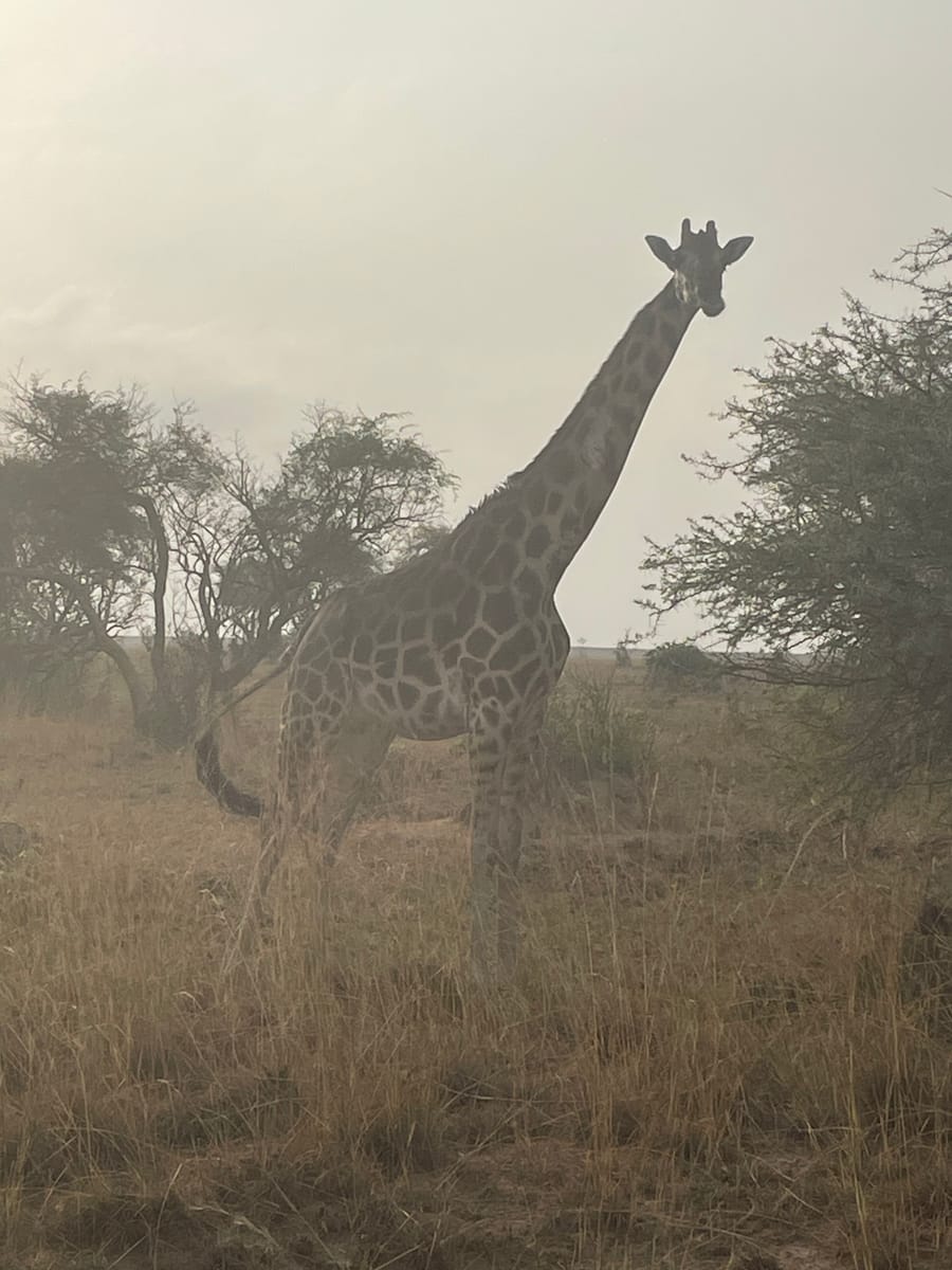 A giraffe among the acacia, facing camera, backlit