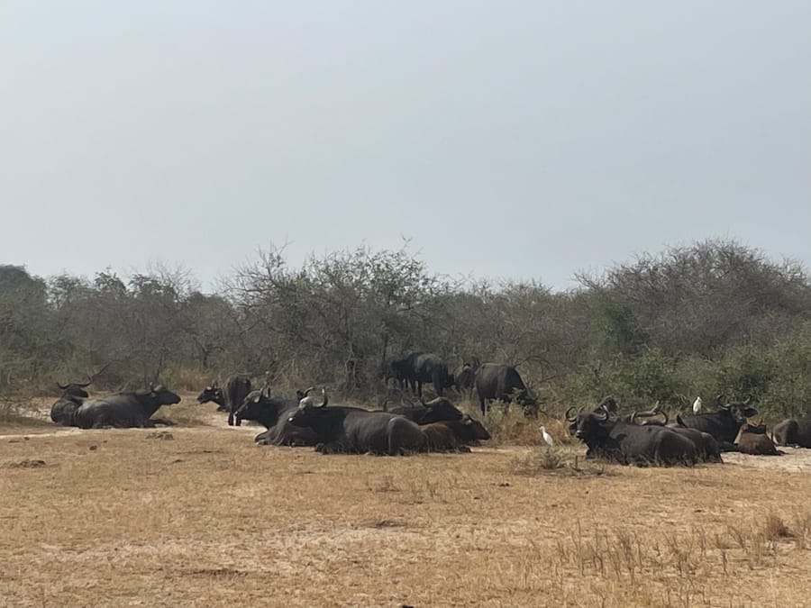 Buffalo and cattle egrets on the pale floodplain