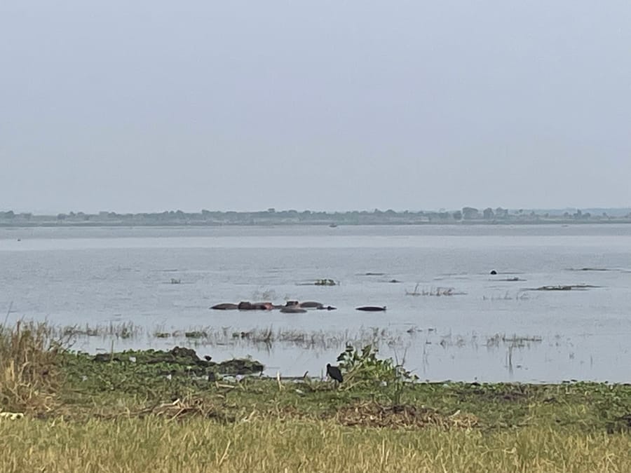 Hippos half-submerged in the channel