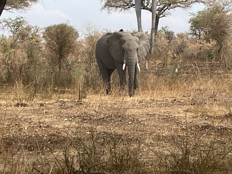 A tusked elephant head-on in the dry thorn