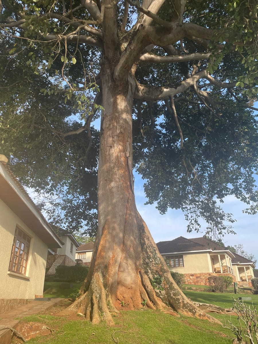 A buttress-rooted fig between the lodge cottages