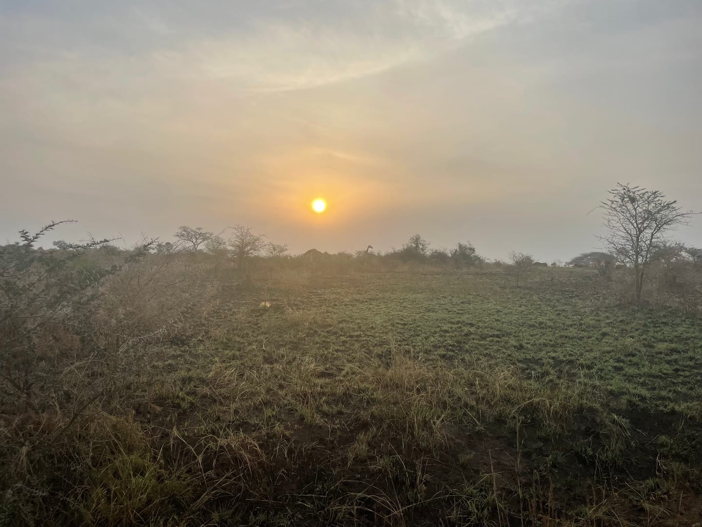 Sunrise burning through smoke haze over acacia bush at Murchison, a giraffe small on the treeline.