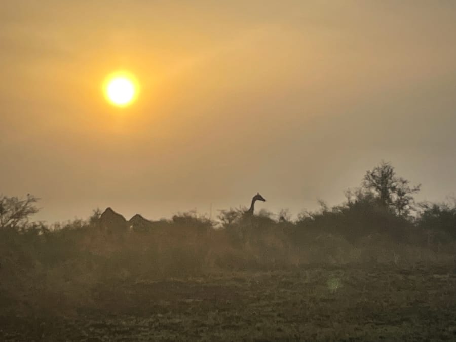 A giraffe silhouetted above the acacia scrub, sun high and hazy.