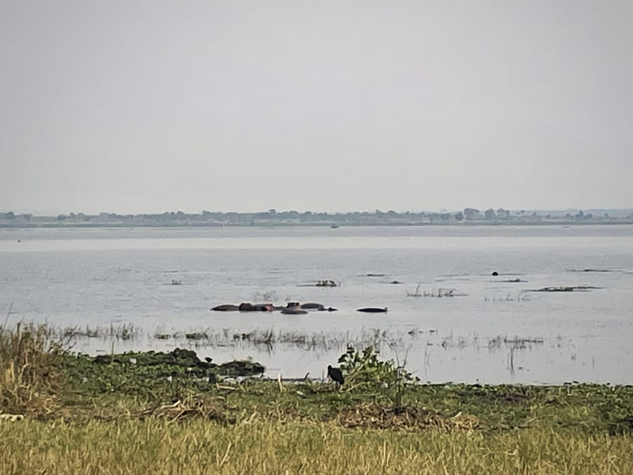 Hippos half-submerged in a wide calm channel, a treed far bank beyond.