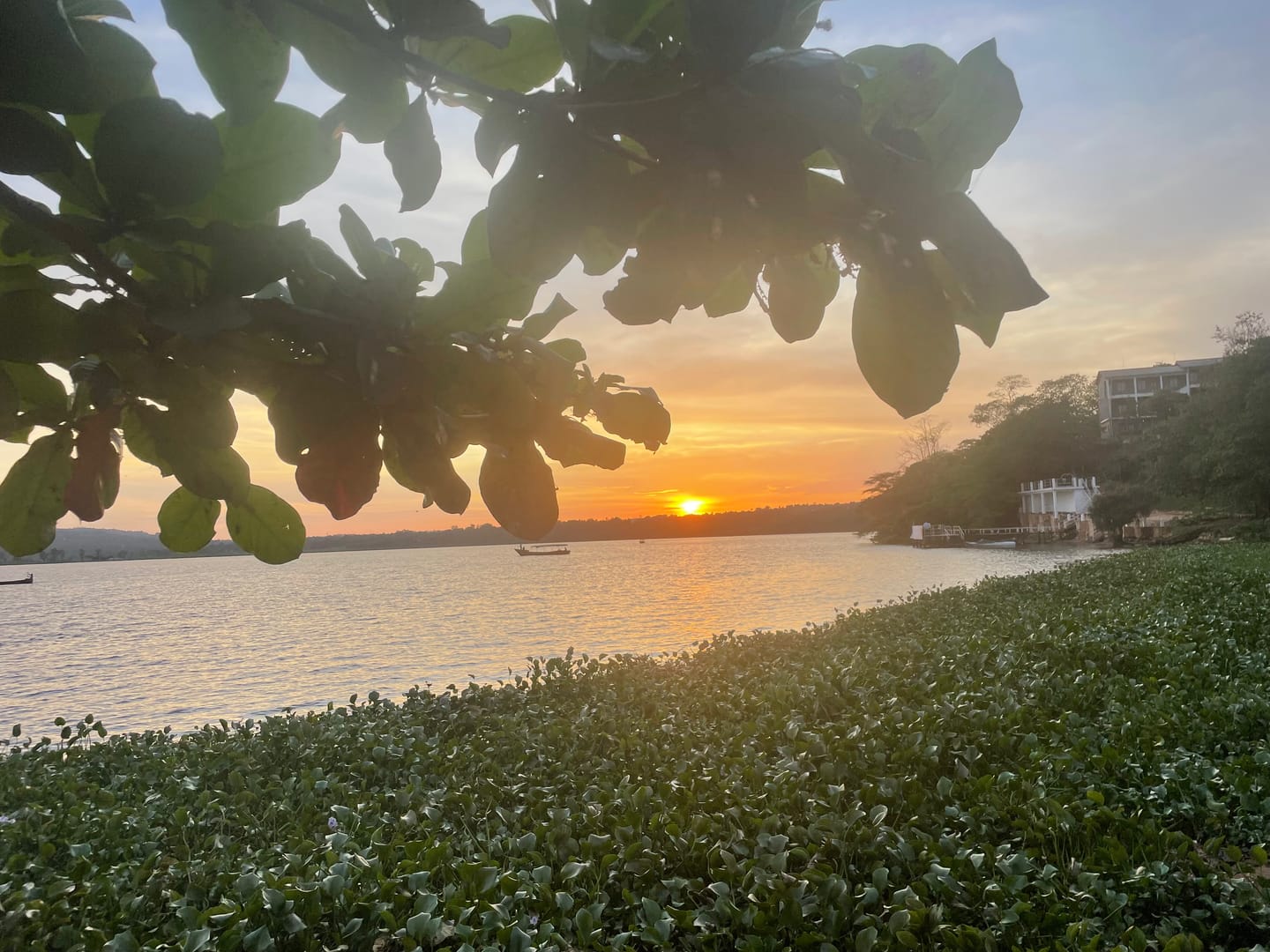 Sunset across a hyacinth-fringed lake, a lodge on the far shore under a leafy branch.