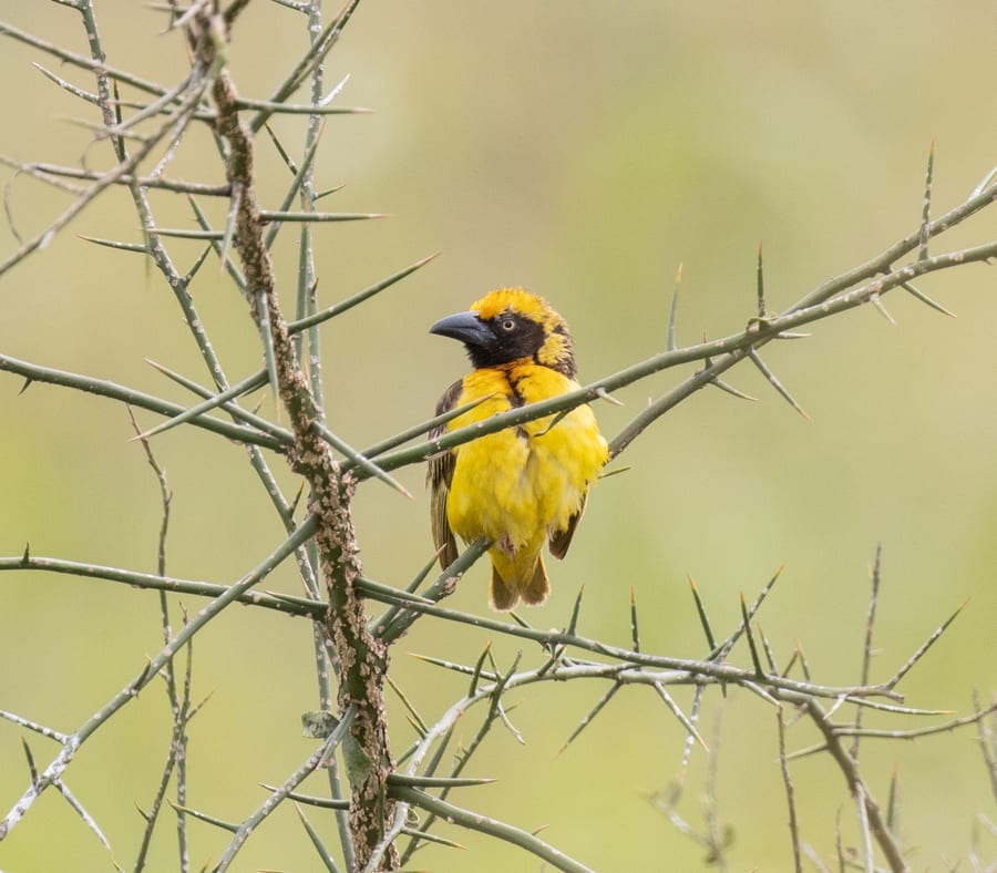 A male Fox's Weaver in breeding plumage — golden crown, black face mask, scaled dark mantle — perched in thorny acacia in the Teso wetlands.