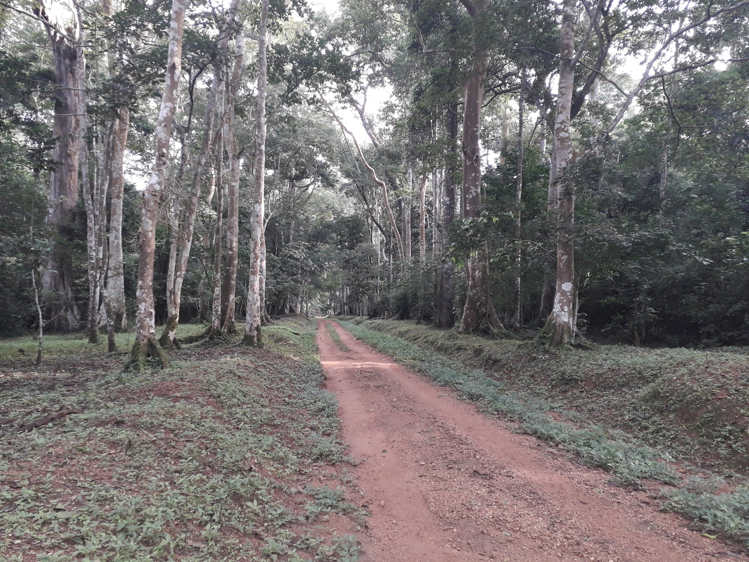 The Royal Mile, Budongo